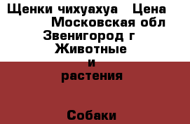 Щенки чихуахуа › Цена ­ 15 000 - Московская обл., Звенигород г. Животные и растения » Собаки   